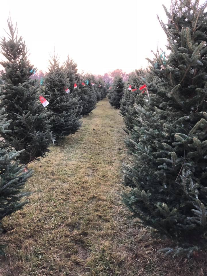 Check for Squirrels! Top Spots for Christmas Trees